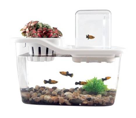 (image for) HORFI Simple Aquaponics Decoration - Click Image to Close